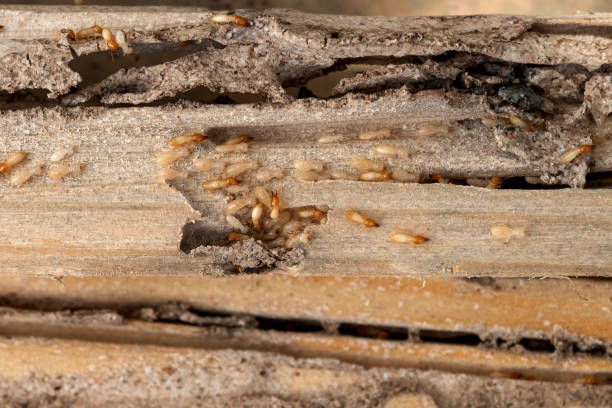 Trusted Prunedale, CA Pest Control Experts
