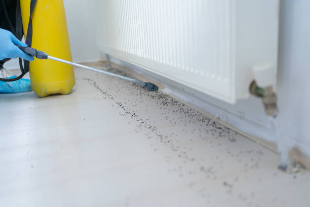 Best Termite Control Services  in Prunedale, CA